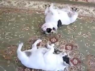Φωτογραφία για Κλάψτε από το γέλιο: Δύο bulldogs χορεύουν... Twist! [Video]