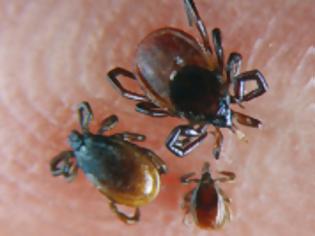 Φωτογραφία για Ενοχλητικά έντομα - Επώδυνα τσιμπήματα