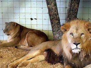 Φωτογραφία για Σκληρό βίντεο: Δείτε γιατί έκλεισε ο μοναδικός ζωολογικός κήπος της Αλβανίας