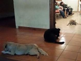Φωτογραφία για Αδέσποτα σκυλιά στην κηδεία της γυναίκας που τα τάιζε