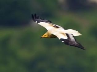 Φωτογραφία για Το πουλί σύμβολο των Μετεώρων απειλείται με εξαφάνιση