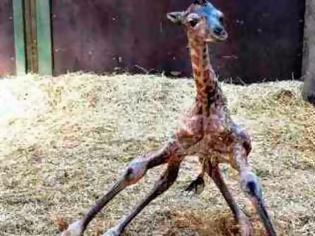 Φωτογραφία για Γεννήθηκαν δύο καμηλοπαρδάλεις σε ζωολογικό κήπο του Mαϊάμι
