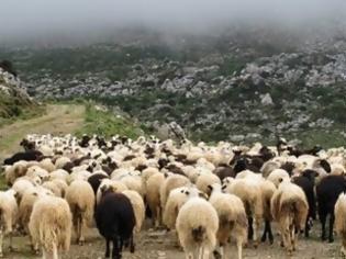 Φωτογραφία για Αυστηρή προειδοποίηση προς τους κτηνοτρόφους για τα κοπάδια τους!