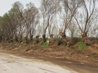Φωτογραφία για Καθαρισμός-κοπές δέντρων στην περιοχή του Καρτερού από την Περιφέρεια Κρήτης