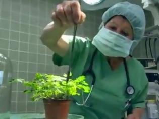Φωτογραφία για Μπορούν να νιώσουν πόνο τα φυτά; Ένα απίστευτο βίντεο... [video]