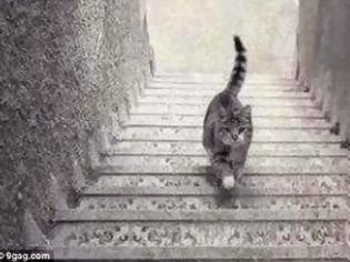 Φωτογραφία για Η φωτογραφία που διχάζει το διαδίκτυο: Τελικά, η γάτα ανεβαίνει ή κατεβαίνει; [video]