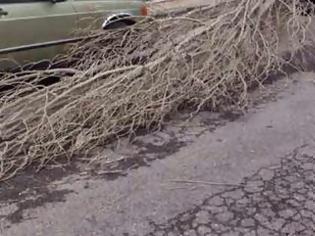 Φωτογραφία για Οι ισχυροί άνεμοι ξερίζωσαν δέντρο στο Ηράκλειο!