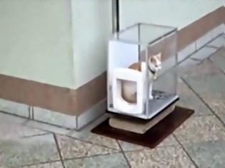 Φωτογραφία για Ούτε που πάει το μυαλό σου - Δες γιατί μπήκε αυτή η γάτα στο κουτί και ΘΑ ΕΚΠΛΑΓΕΙΣ! [video]