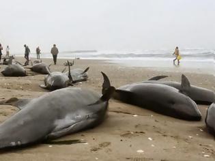 Φωτογραφία για Ιαπωνία: 150 δελφίνια ξεβράστηκαν στις ακτές της Χοκότα