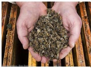 Φωτογραφία για Το τέλος της μελισσοκομίας : Ασύλληπτων διαστάσεων οικολογική καταστροφή! [photos]