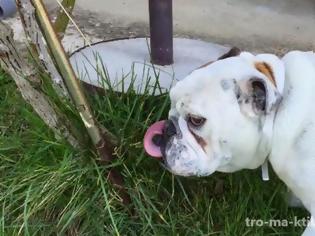 Φωτογραφία για AYTOΣ ο σκύλος ΔΕΝ υπάρχει! Τρώει γρασίδι και... [video]