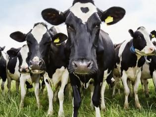 Φωτογραφία για Ύποπτα κρούσματα νόσου τρελών αγελάδων στα κατεχόμενα