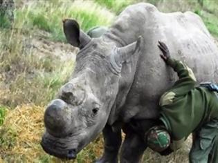 Φωτογραφία για Ο τελευταίος αρσενικός λευκός ρινόκερος φυλάσσεται από ένοπλους