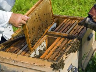 Φωτογραφία για Αχαΐα: Ζευγάρι έκλεβε κυψέλες με μέλισσες
