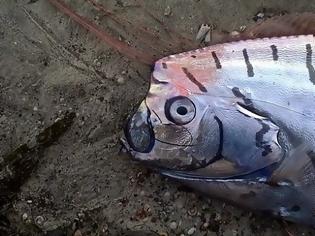 Φωτογραφία για Μυστηριώδες ψάρι ξεβράστηκε στη Νέα Ζηλανδία