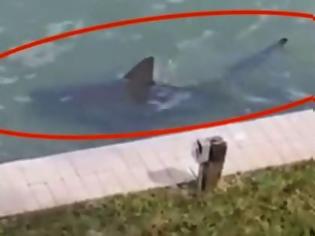 Φωτογραφία για Τρόμος στην Φλόριντα - Καρχαρίες κολυμπούν δίπλα από αυλές σπιτιών - Δείτε το video