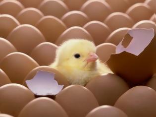 Φωτογραφία για Πάτρα: Τα φρέσκα… πασχαλινά αυγά είχαν μέσα κοτοπουλάκια