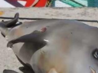 Φωτογραφία για Νεκρό μωρό δελφίνι εντοπίστηκε στο λιμάνι στην Πρέβεζα [photos]
