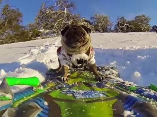 Φωτογραφία για Αυτό το σκυλάκι κάνει snowboard και... ρίχνει το ίντερνετ! [video]
