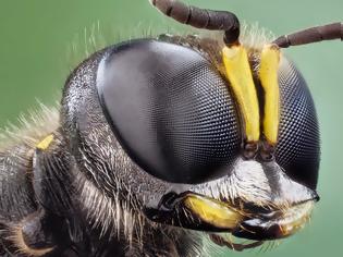 Φωτογραφία για Πώς βλέπουν οι μέλισσες τον κόσμο μας;
