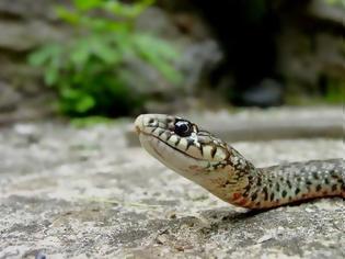 Φωτογραφία για ΤΡΟΜΑΚΤΙΚΟ! Δείτε πώς μπορεί ένα φίδι να βρεθεί από πάνω σας... [video]