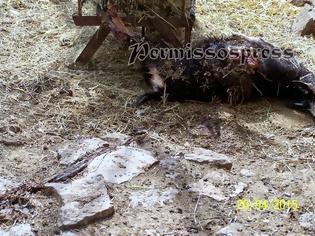 Φωτογραφία για Απίστευτη βαρβαρότητα σε βάρος ζώων στο Λεοντάρι Βοιωτίας-Σκληρές εικόνες