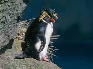 Φωτογραφία για Πιγκουίνοι με… λοφίο