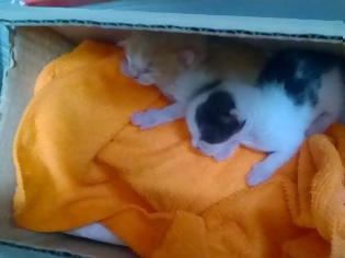Φωτογραφία για Πάτρα: Πέταξαν σε κάδους απορριμμάτων πέντε νεογέννητα γατάκια
