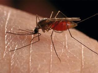 Φωτογραφία για Ξεκινούν έγκαιρα οι ψεκασμοί για τα κουνούπια στο Αγρίνιο