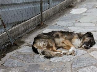 Φωτογραφία για Σπάνιο βίντεο με Ρωσικά πειράματα σε σκυλιά ζόμπι που ανατριχιάζει...
