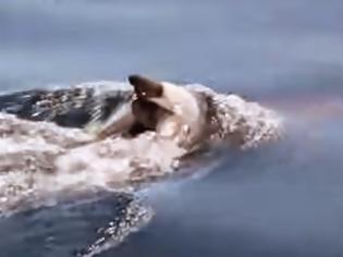 Φωτογραφία για Συγκλονίζει το video με δελφίνι που κουβαλάει το νεκρό μωρό του... [video]