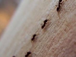 Φωτογραφία για Πώς να ξεφορτωθείτε τα μυρμήγκια από το σπίτι σας!