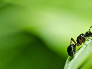 Φωτογραφία για Απαλλαγείτε από τα μυρμήγκια με 3 φυσικά προϊόντα