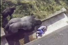 Το συγκλονιστικό βίντεο όπου ένας γορίλας προστάτεψε ένα 5χρονο αγοράκι [video]