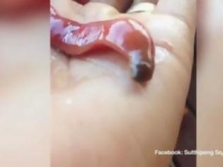 Φωτογραφία για Αυτό είναι το πιο ΑΗΔΙΑΣΤΙΚΟ σκουλήκι, που έχετε δει - Δείτε τι κάνει! [video]
