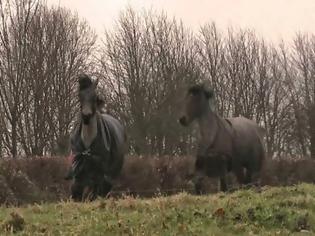 Φωτογραφία για Ότι πιο ΣΥΓΚΙΝΗΤΙΚΟ έχεις δει! Αυτά τα άλογα χωρίστηκαν πριν χρόνια και όταν ξαναβρέθηκαν...[video]