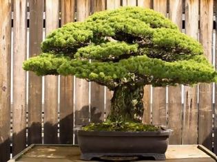 Φωτογραφία για Το πιο ανθεκτικό φυτό! Αυτό το μπονσάι είναι 390 ετών και επιβίωσε από τη Χιροσίμα!