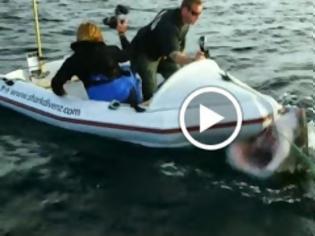 Φωτογραφία για Τρομερό βίντεο: Επίθεση λευκού καρχαρία σε κινηματογραφιστές... [video]