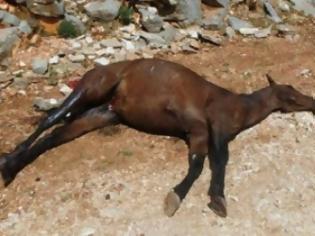 Φωτογραφία για Πυροβόλησαν και σκότωσαν άλογο στο Αγρίνιο