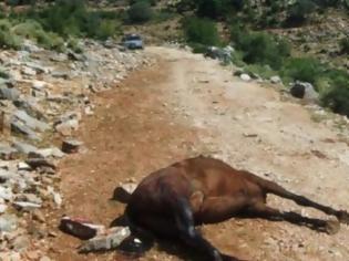 Φωτογραφία για Αγρίνιο: Σκότωσαν άλογο στον Πεταλά