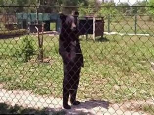 Φωτογραφία για Viral: Η αρκούδα που περπατάει σαν άνθρωπος και έχει τρελάνει το διαδίκτυο! [Video]