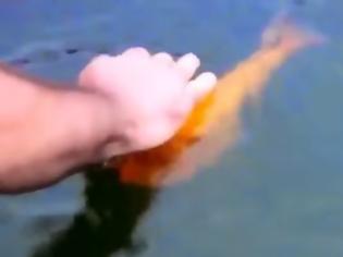 Φωτογραφία για Βάζει τα χέρια του μέσα στο νερό για να πιάσει αυτό το ψάρι! Λεπτά αργότερα τα πράγματα αρχίζουν και γίνονται περίεργα... [video]