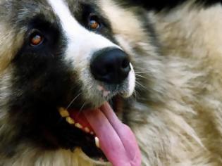 Φωτογραφία για Δηλητηρίασαν μαζικά 26 ποιμενικούς σκύλους στην Ελασσόνα
