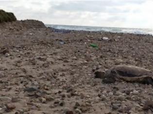 Φωτογραφία για Νεκρή χελώνα στο Μυρωδάτο της Ξάνθης – Την ξέβρασε γεμάτη τραύματα το κύμα στην ακτή!