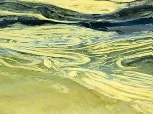 Φωτογραφία για Πάτρα: Γύρη από πεύκο, έλατο και ελιά η κίτρινη ουσία που γέμισε τη θάλασσα