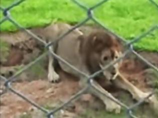 Φωτογραφία για Συγκινητικό: Λιοντάρι του τσίρκου έρχεται για πρώτη φορά σε επαφή με χώμα... [video]