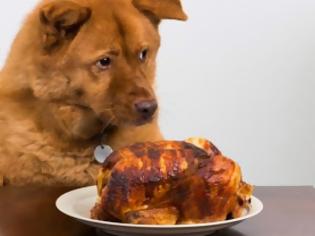 Φωτογραφία για Αυτές είναι οι πιο επικίνδυνες τροφές για τα σκυλιά