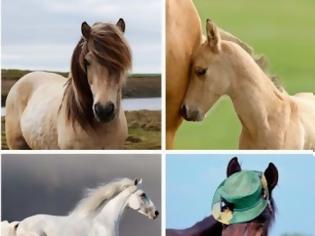 Φωτογραφία για Ποιο άλογο σου αρέσει πιο πολύ; Διάλεξε ένα, να σου πει την τύχη σου! [photos]