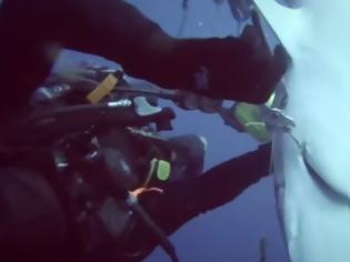 Φωτογραφία για Δύτης σώζει καρχαρία από το καμάκι που του έχει καρφωθεί! [video]