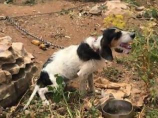 Φωτογραφία για Άφησαν σκυλάκι σκελετωμένο και αλυσοδεμένο στο Μαράθι της Πάρου